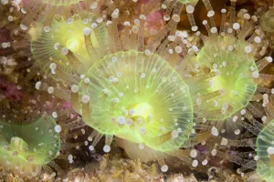Luminosity Prints: Jewel anemones (Corynactis viridis)