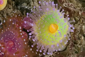 Jewel anemones (Corynactis viridis) Guillaumesse, Sark, British Channel Islands