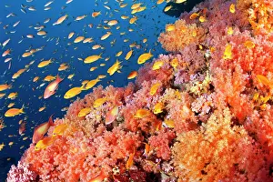 Maldive Islands Prints: Jewel basslet (Pseudanthias squamipinnis) shoal swimming amongst soft coral