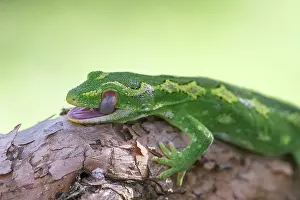 Onagraceae Prints: Jewelled gecko (Naultinus gemmeus) resting on trunk of New Zealand fushia tree (Fuchsia excorticata)