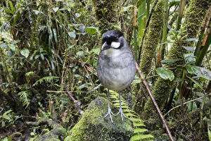 Images Dated 29th March 2016: Jocotoco antpitta (Grallaria ridgelyi) flagship species for Jocotoco Conservation Foundation