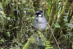 Antpitta Prints: Jocotoco antpitta (Grallaria ridgelyi) flagship species for Jocotoco Conservation Foundation