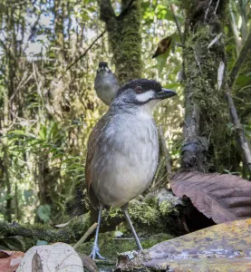 Songbird Prints: Jocotoco antpitta (Grallaria ridgelyi) Tapichalaca Biological Reserve, Ecuador