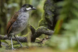 Antpitta Prints: Jocotoco antpittta (Grallaria ridgelyi) Tapichalaca Reserve, Loja, Ecuador