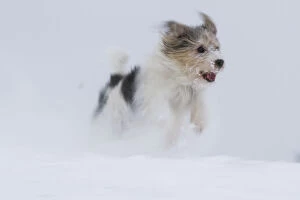 Images Dated 22nd January 2013: Jogi, a Jack Russell Terrier cross breed, male playing in the snow. Germany