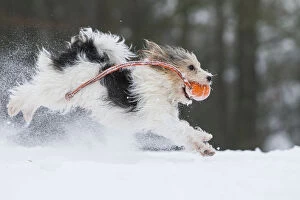 Images Dated 22nd January 2013: Jogi, a Jack Russell Terrier cross breed, male playing in the snow. Germany
