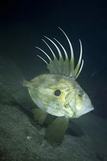 Images Dated 13th October 2011: John dory (Zeus faber) profile portrait, Channel Islands, UK October