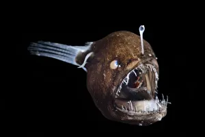 Johnsons abyssal seadevil, (Melanocetus johnsonii) deep sea species from Atlantic