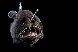 Deep Sea Prints: Johnson's abyssal seadevil (Melanocetus johnsonii) female