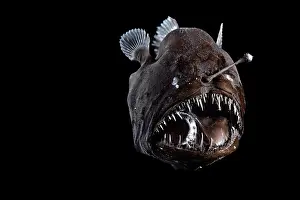 Deep Sea Prints: Johnson's abyssal seadevil (Melanocetus johnsonii) female