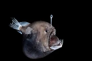 Deep Sea Prints: Johnson's abyssal seadevil (Melanocetus johnsonii) female