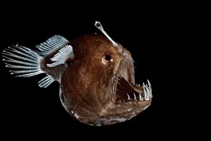 Deep Sea Prints: Johnson's abyssal seadevil (Melanocetus johnsonii) female, portrait