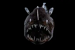 Deep Sea Prints: Johnson's abyssal seadevil (Melanocetus johnsonii) female