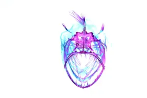 Deep Sea Prints: Johnson's abyssal seadevil (Melanocetus johnsonii) portrait