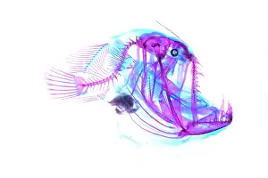 Deep Sea Prints: Johnson's abyssal seadevil (Melanocetus johnsonii) portrait