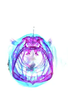 Deep Sea Prints: Johnson's abyssal seadevil (Melanocetus johnsonii) portrait