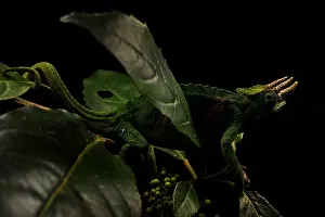 Black Background Prints: Johnston's chameleon (Trioceros johnstoni) male