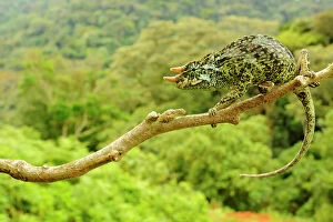 Johnstons three-horned chameleon, (Trioceros johnstoni), male on tree branch