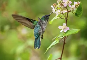 Chile Prints: Juan Fernandez firecrown hummingbird (Sephanoides fernandensis) female nectaring on flower