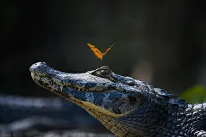 Miispecies Prints: Julia heleconia (Dryas iulia) butterfly on head of Yacare caiman (Caiman yacare)
