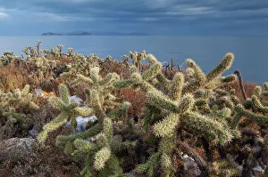 Spike Prints: Jumping cholla cacti (Cylindropuntia fulgida)