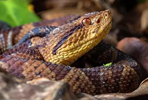 Guatemala Prints: Jumping pit viper (Metlapilcoatlus mexicanus) resting