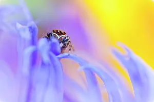 Arachnids Gallery: Jumping spider (Euophrys frontalis) male amongst flower petals, Peak District National Park