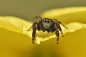 Jumping spider (Evarcha arcuata) on edge of evening primrose flower, Surrey, England