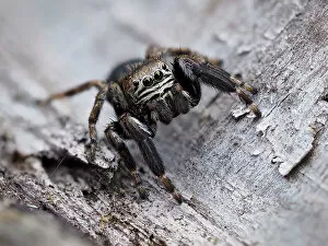 Alertness Gallery: Jumping spider (Evarcha arcuata), male, in alert pose, ready to jump. Buckinghamshire, England