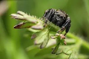 Salticidae Prints: Jumping spider (Evarcha arcuata) male, portrait, Lucerne, Switzerland. June