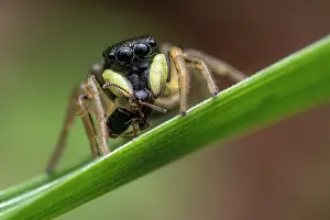 Jumping spider (Heliophanus sp.) resting on leaf with insect prey, Lucerne, Switzerland. April. Focus stacked image