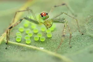Arthropoda Collection: Jumping spider (Lyssomanes sp.) female, guarding its eggs on a leaf, Osa Peninsula, Costa Rica