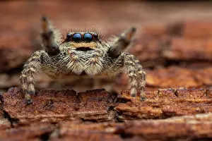 Jumping Prints: Jumping spider (Marpissa muscosa) female, preparing to jump, Lucerne, Switzerland. May