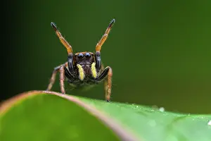 Salticidae Prints: Jumping spider (Phiale sp.) female
