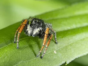 Arachnid Gallery: Jumping spider (Philaeus chrysops, Orvieto, Umrbria, Italy, May