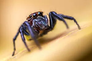 Alex Hyde Gallery: Jumping spider (Salticidae) hunting among vegetation, San Jose, Costa Rica