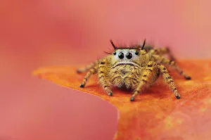 Jumping Spider (Salticidae) perched on Bigtooth Maple leaf (Acer grandidentatum)