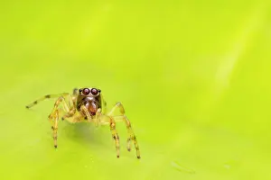Salticidae Prints: Jumping spider (Salticidae) portrait, Yasuni National Park, Amazonian Ecuador