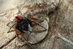 Jumping spider (Salticidae) on rock, The Peloponnese, Greece, May 2009