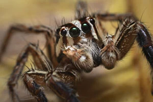 2018 December Highlights Gallery: Jumping spider (Salticidae sp), close up. Wuliangshan Nature Reserve, Jingdong, Yunnan Province