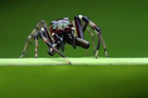 Salticidae Prints: Jumping spider (Sidusa unicolor) male, portrait, Osa Peninsula, Costa Rica