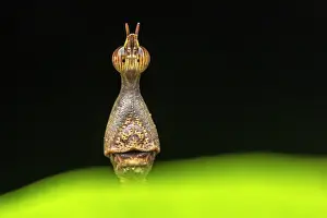 Orthoptera Prints: Jumping stick grasshopper (Proscopiidae) mimicking a stick insect