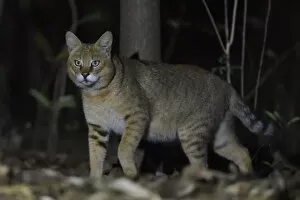 2019 October Highlights Collection: Jungle cat (Felis chaus) at night, Kanha National Park and Tiger Reserve, Madhya Pradesh
