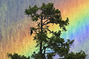 Jungle Crow (Corvus macrorhynchos) perched on tree branch with rainbow, Shejila mountain