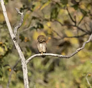 2020 September Highlights Gallery: Jungle owlet (Glaucidium radiatum) perched in a tree, Tadoba National Park