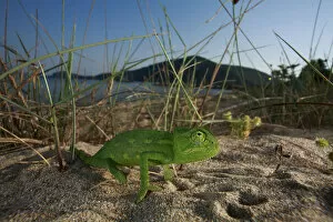 Juvenile African chameleon (Chamaeleo africanus) on ground, Southern The Peloponnese