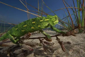 Juvenile African chameleon (Chamaeleo africanus) on twig, Southern Peloponnes, Greece, May 2009