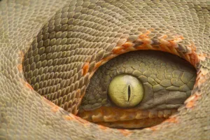 Juvenile of Amazon Tree-Boa (Corallus hortulanus) in defensive position. Yasuni National Park