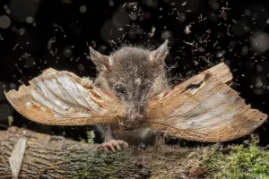 Juvenile Andean mouse opossum (Marmosops impavidus) eating a moth, El Oro, Ecuador