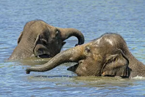 Images Dated 1st June 2021: Two juvenile Asian elephants (Elephas maximus) having fun bathing and playing in river